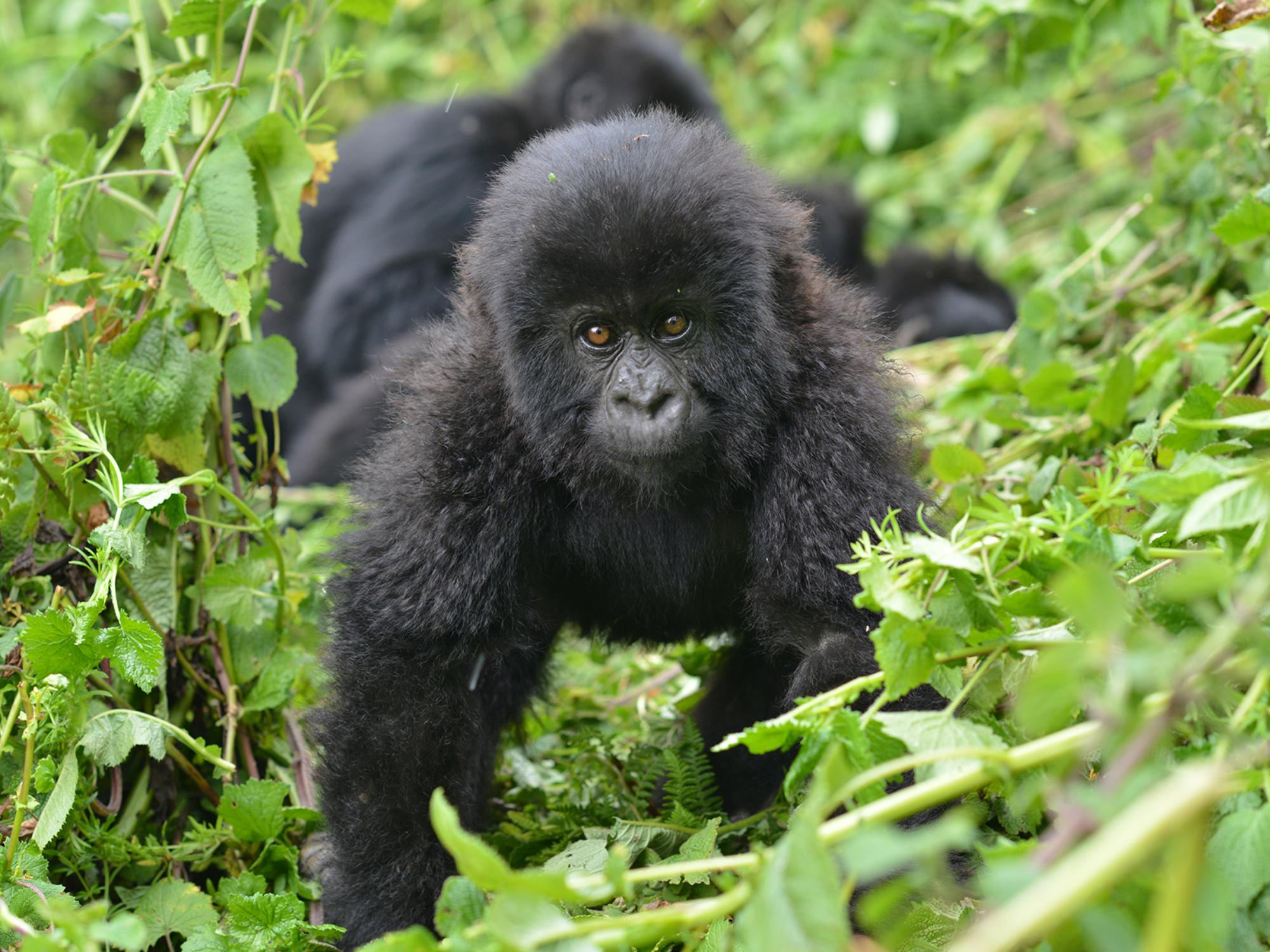 Gorilla