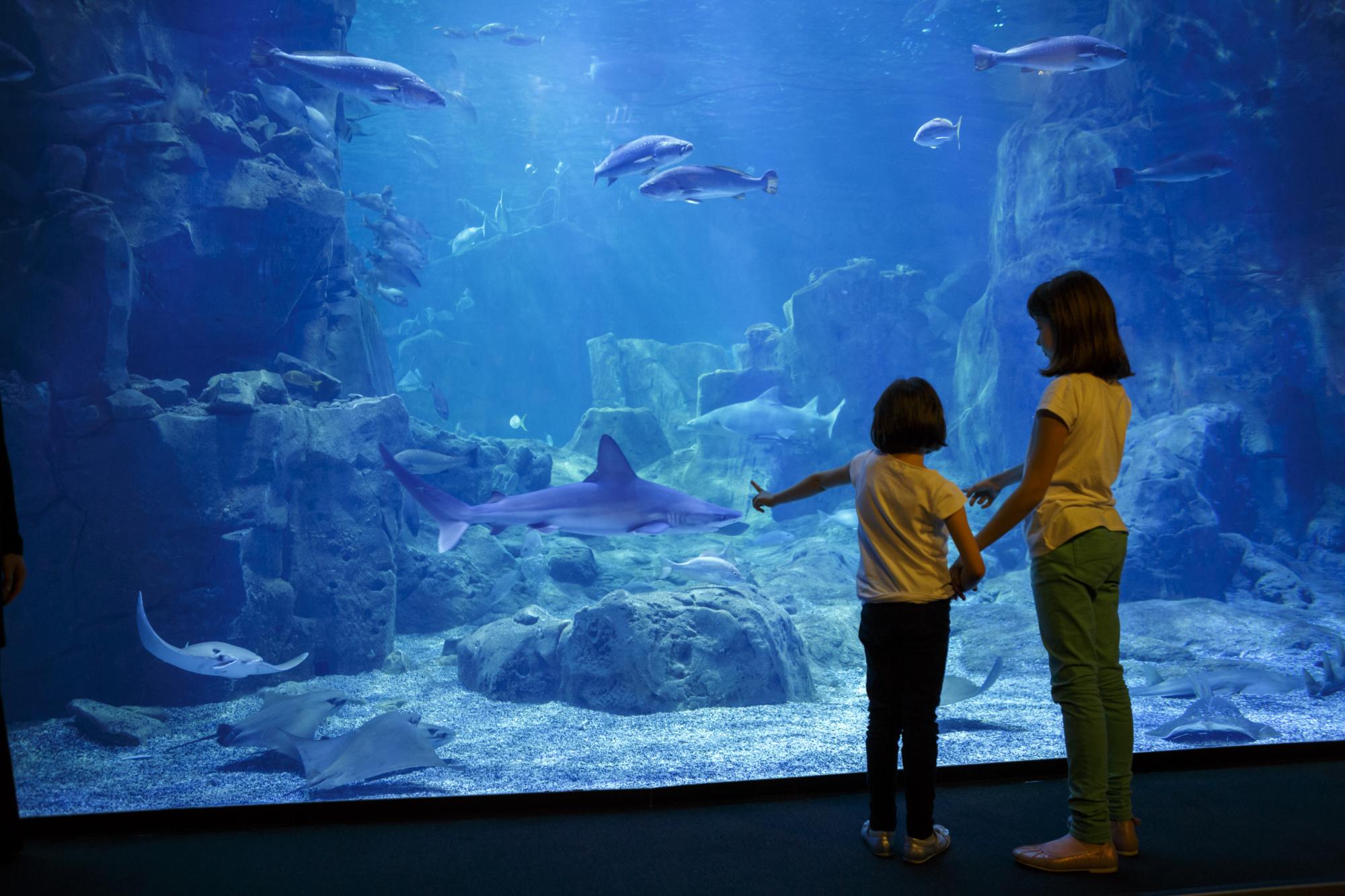 Girls looking at the fish in an aquarium