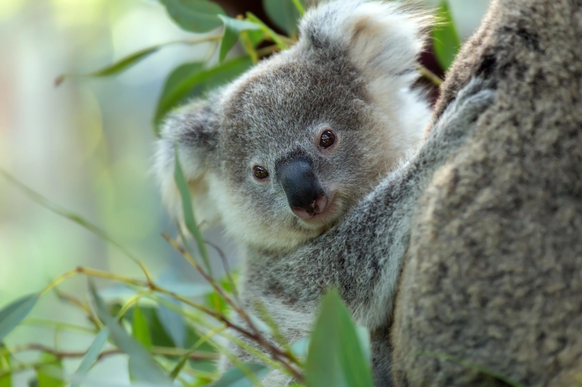 Physical Characteristics of the Koala - Australian Koala Foundation