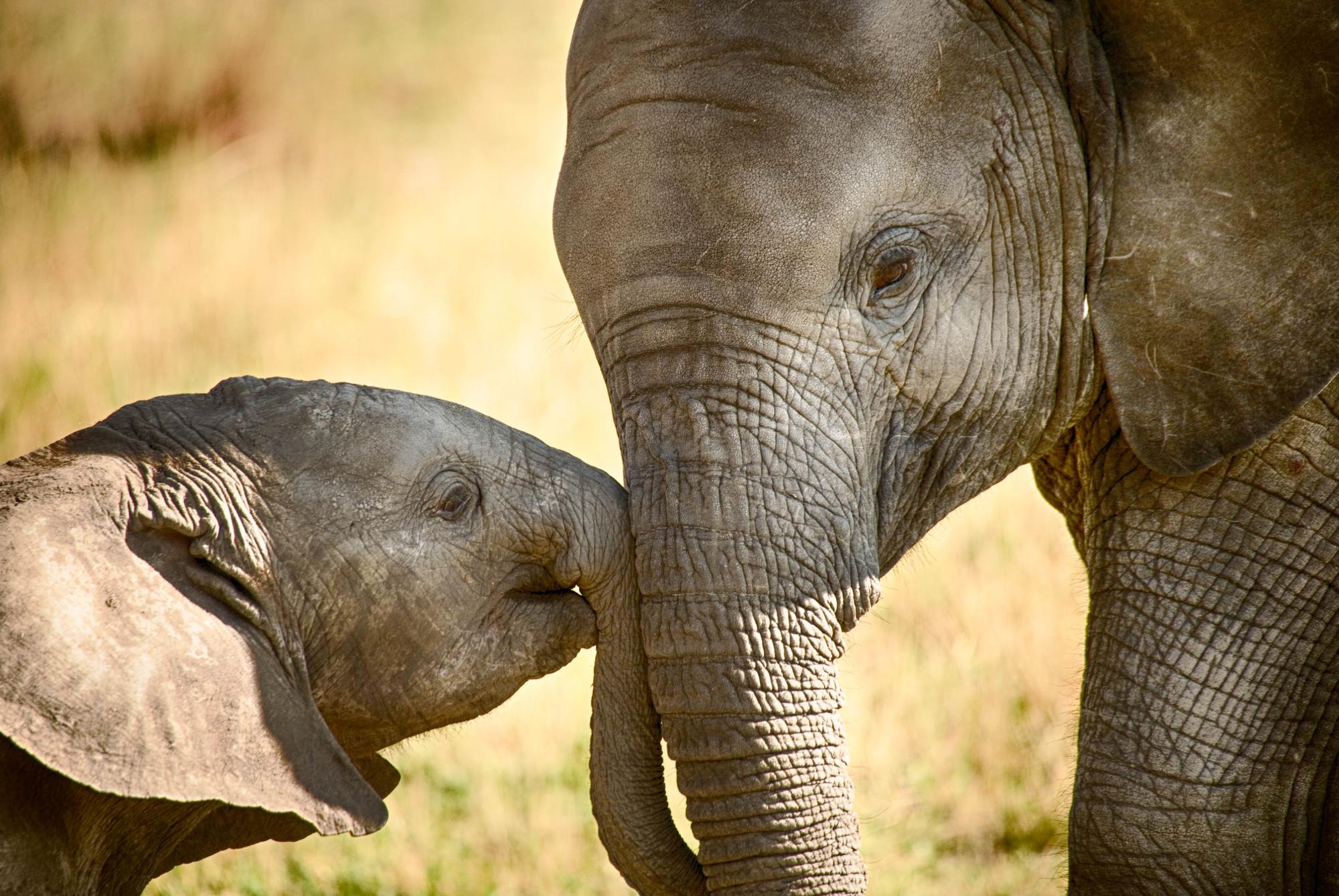 mother and baby elephant