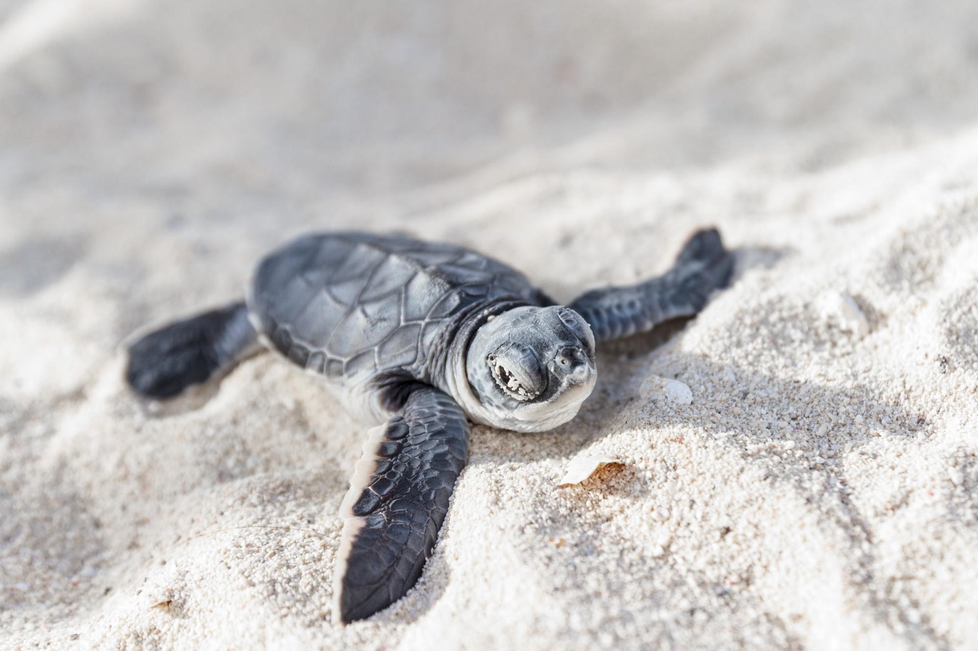 Sea turtle newborn in sand