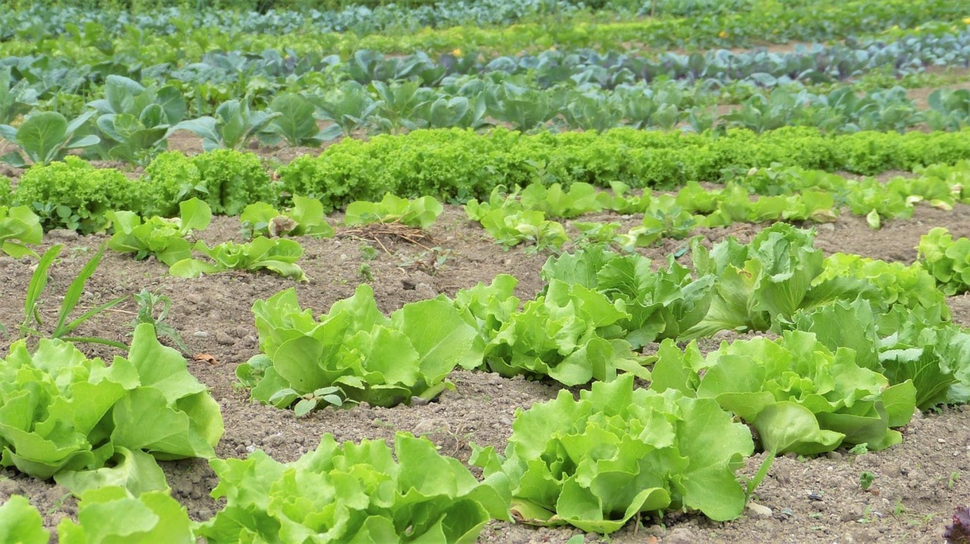 The Economics of Organic Farming