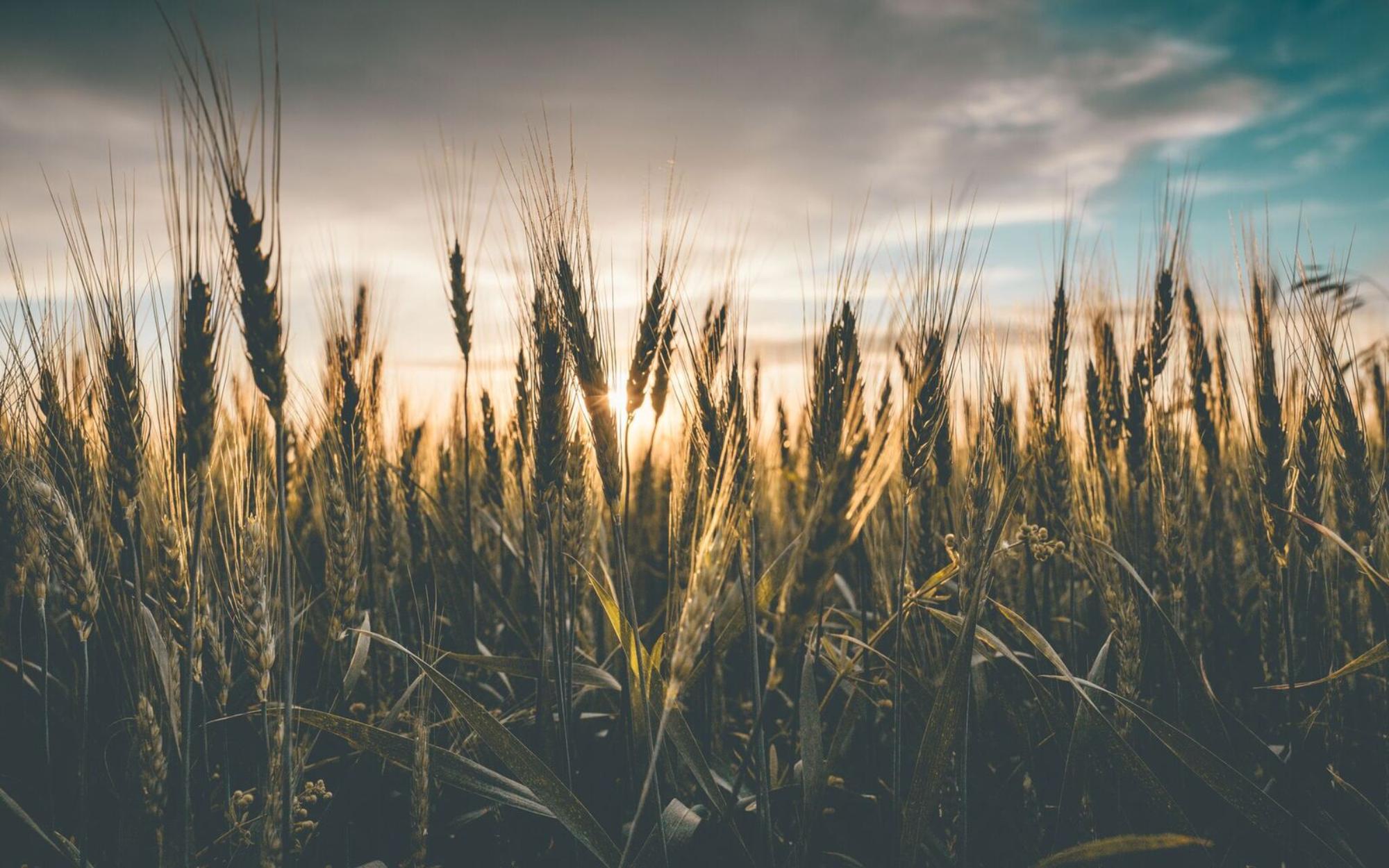 Golden Wheat Field Sunset HD Wallpaper