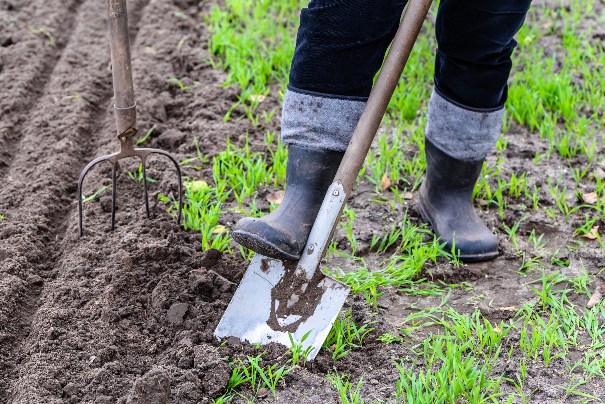 Farmer in rubber boots digging in the garden with a shovel. Preparing soil for planting in spring. Gardening.
