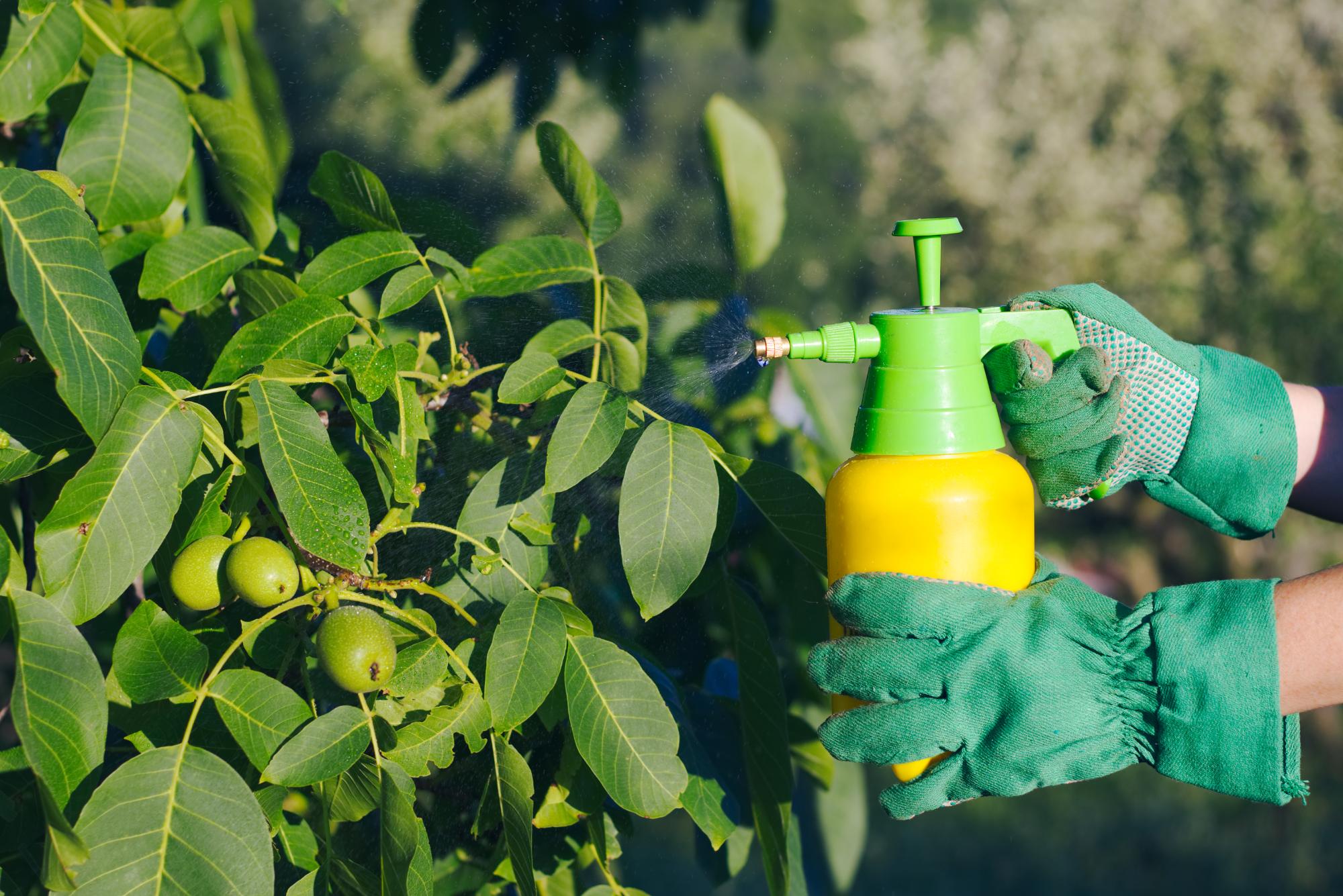 Using pesticide against pests on walnut tree