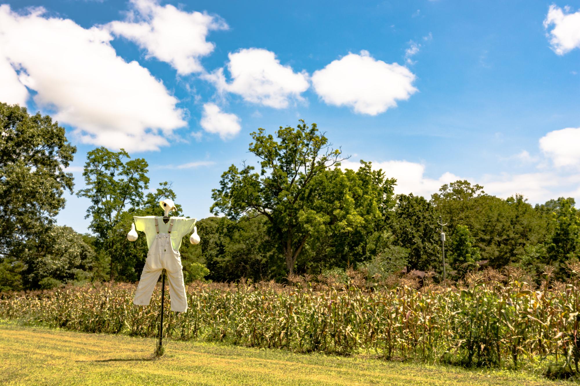 Scarecrow in front of a summer garden of corn