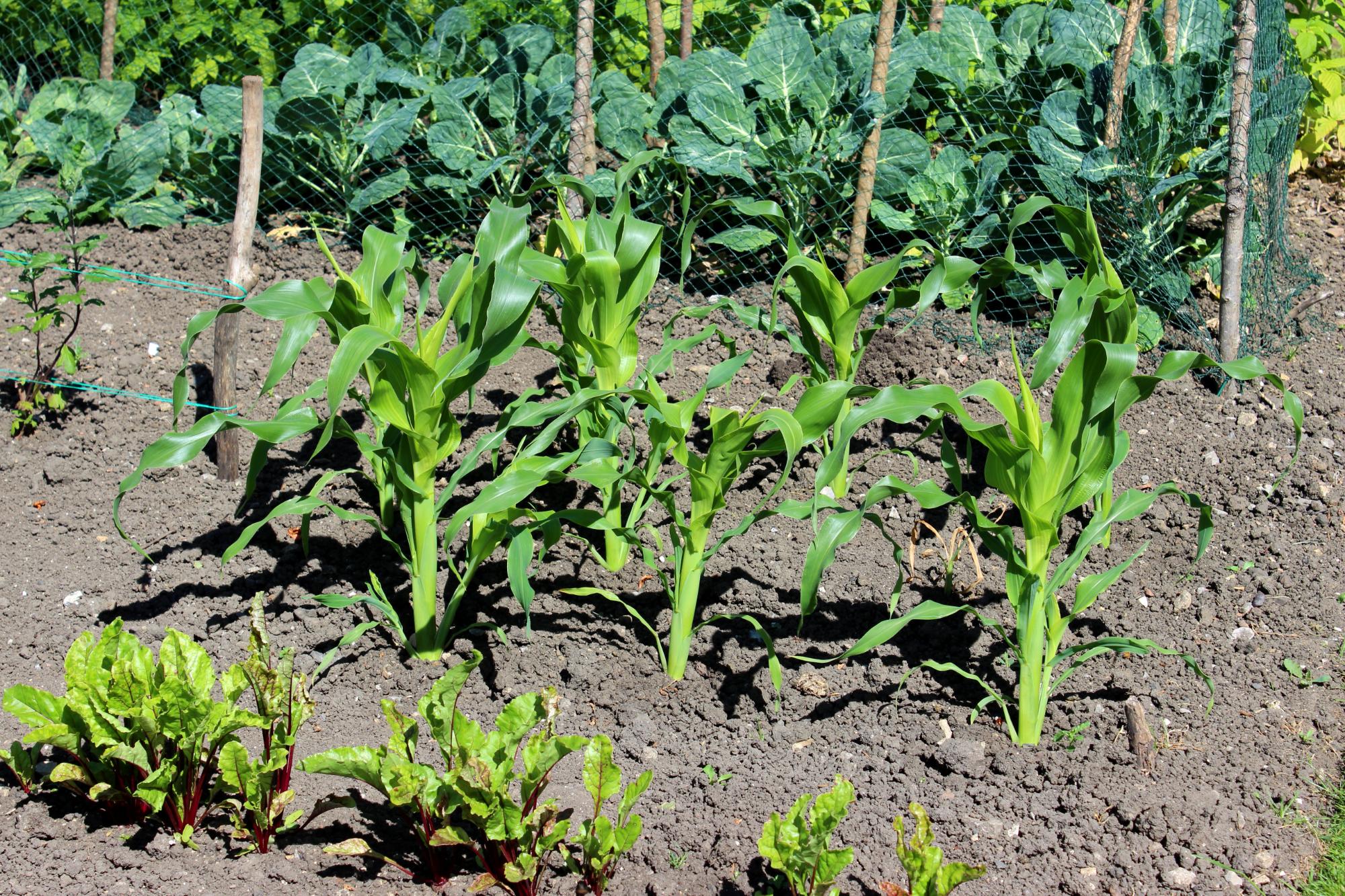 Allotment vegetable garden with maize / corn on the cob plants