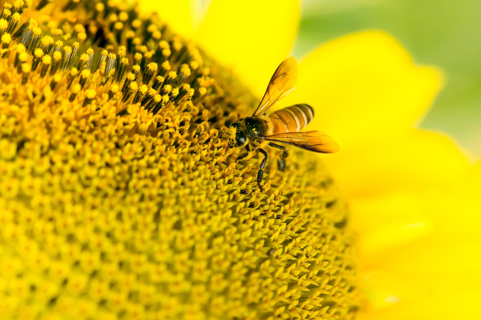 bee on sunflower