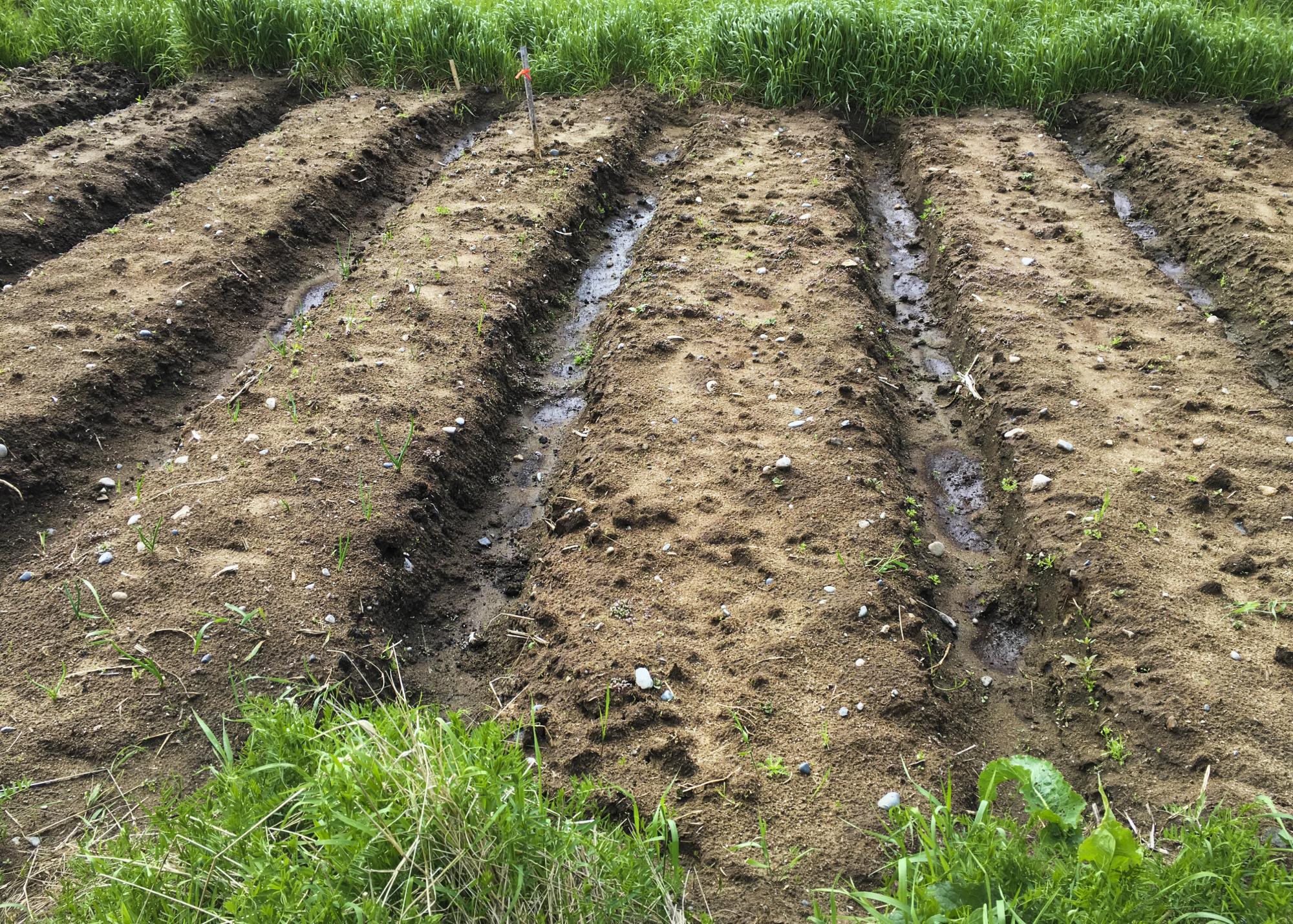 raised bed garden