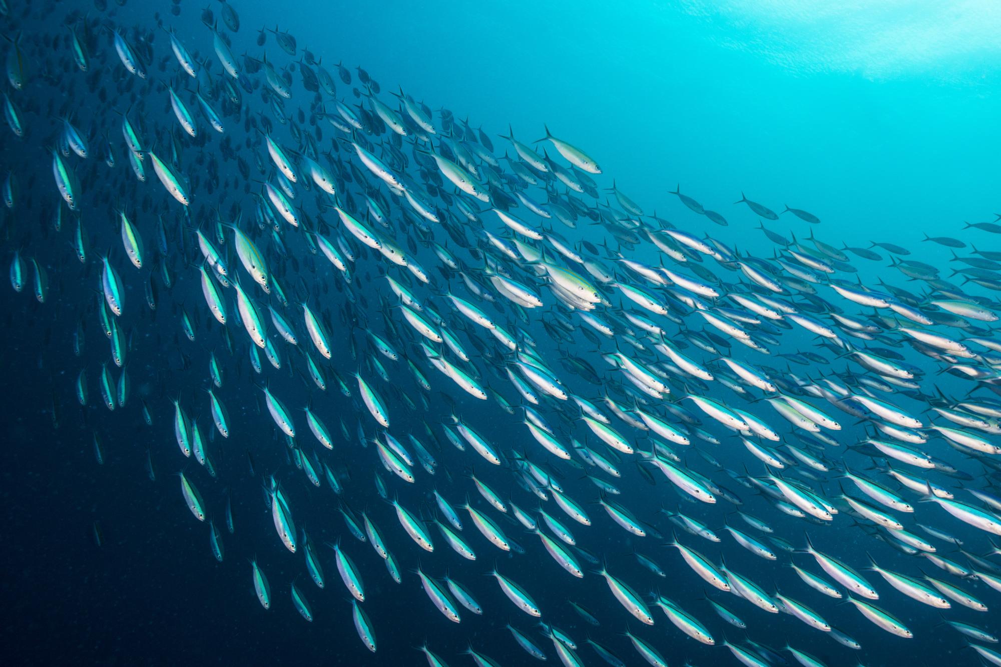 A huge school of sardines, packed together. Scientists call these behavior "bait ball". The fishes stay together to escape the attack of predators like sharks, dolphins and other sea creatures.