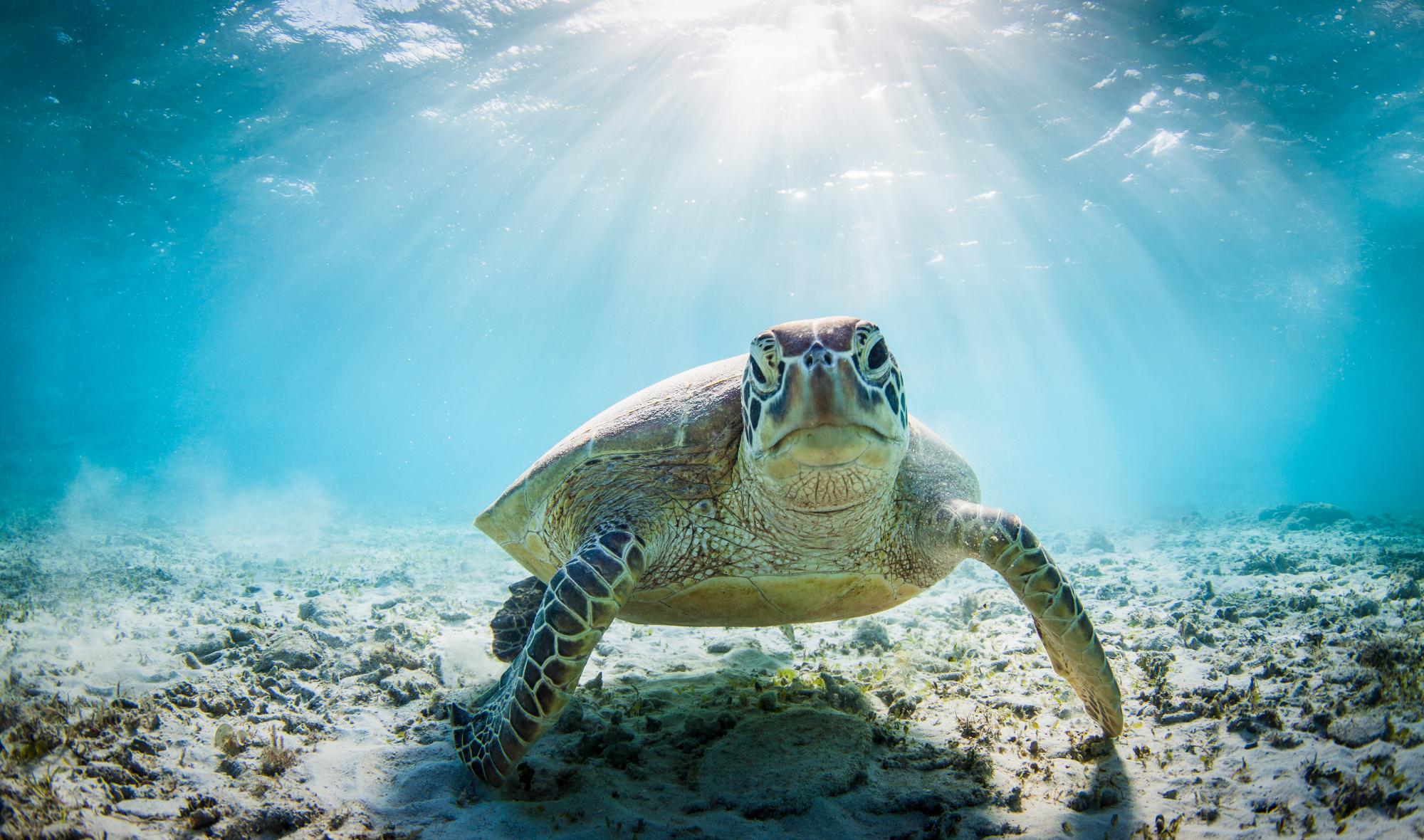 sea turtle - underwater - looking right at the camera