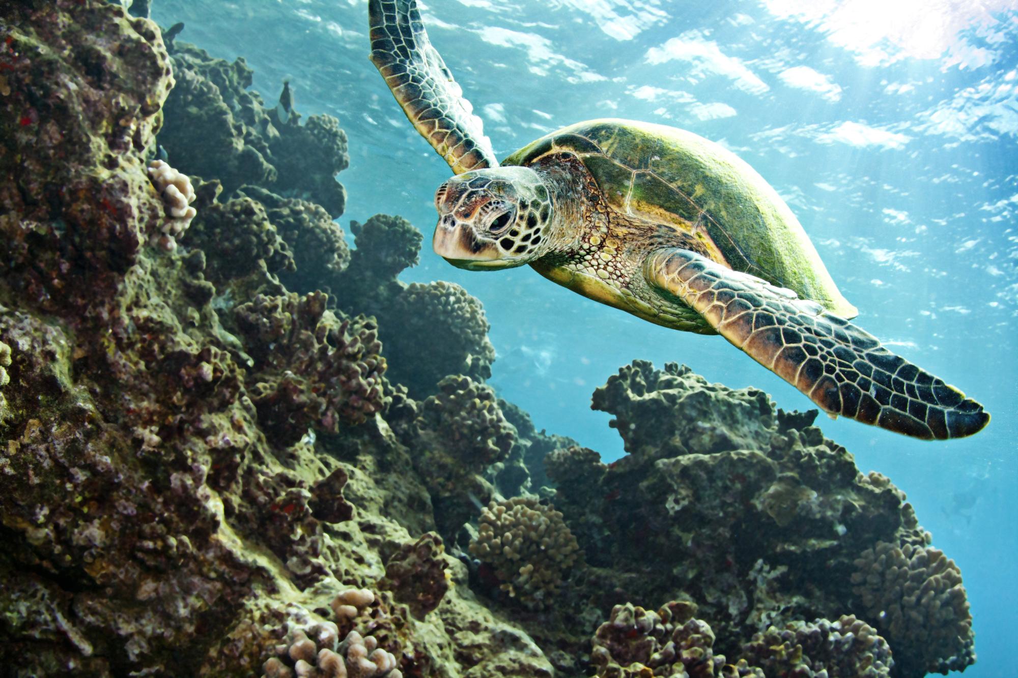 Turtle swimming over coral