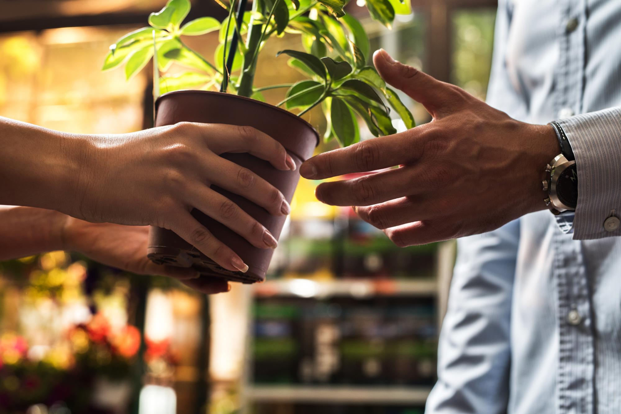 purchasing a plant