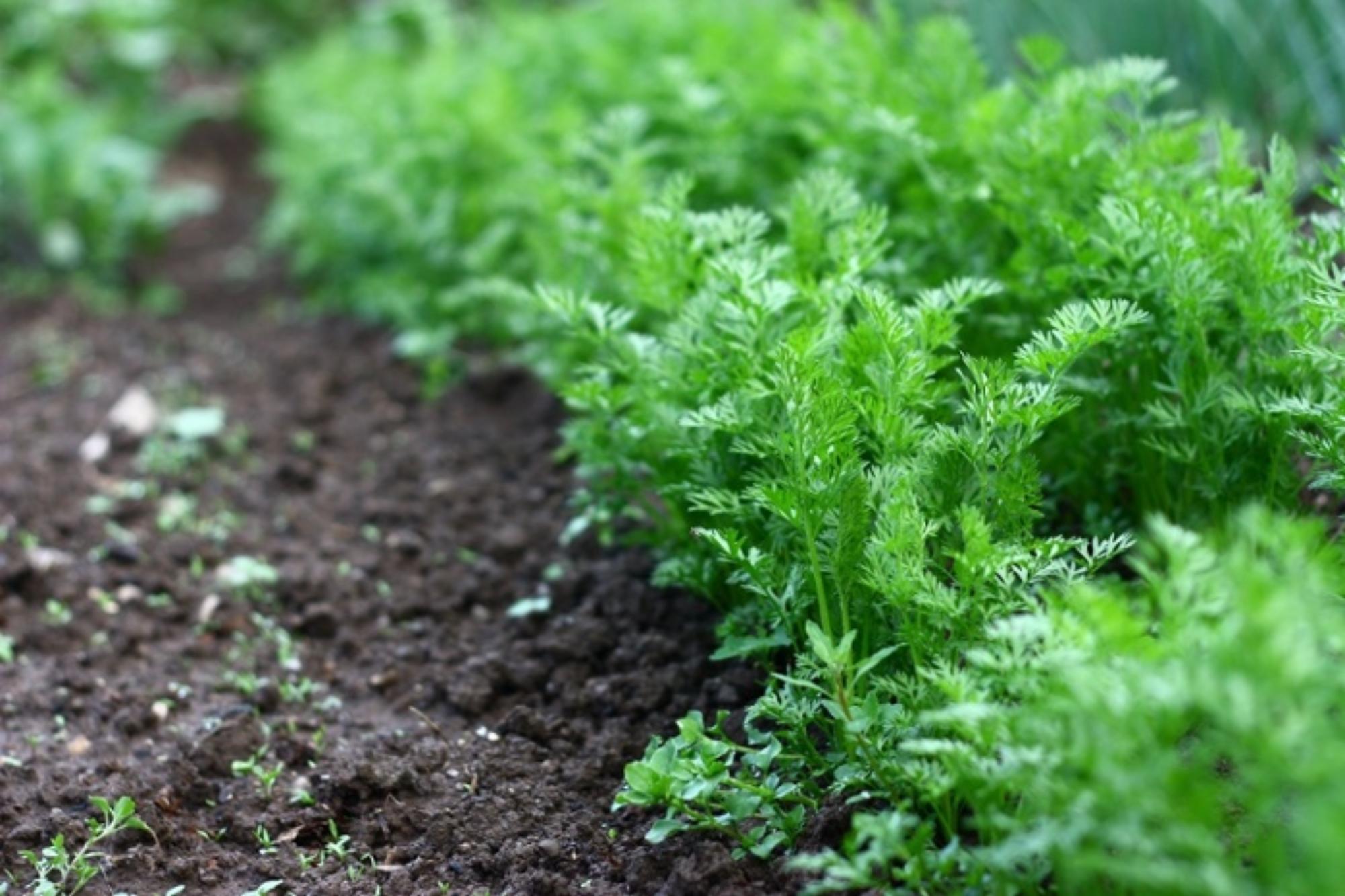 Soil in hand for planting