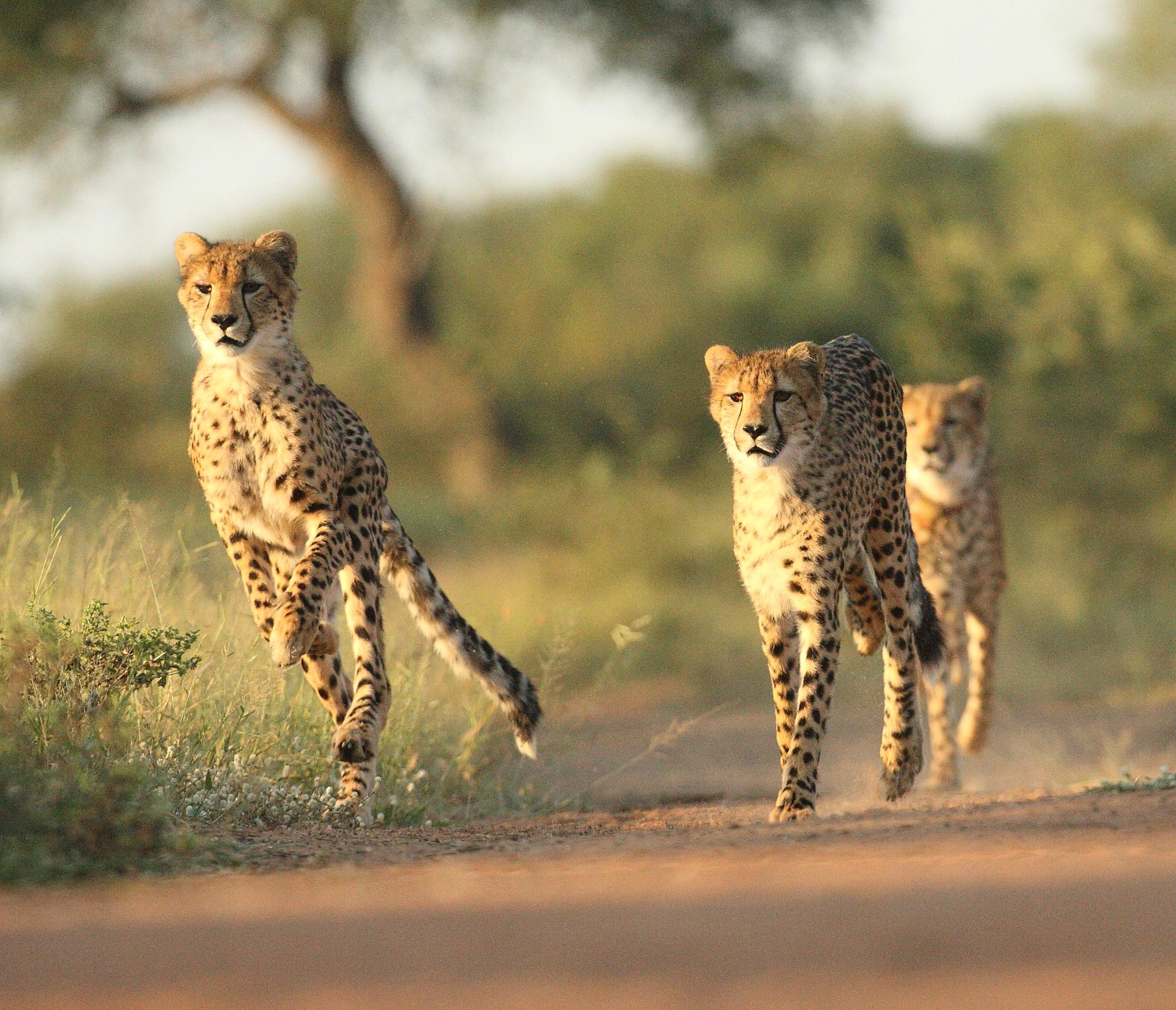 Tres guepardos ejecutándose