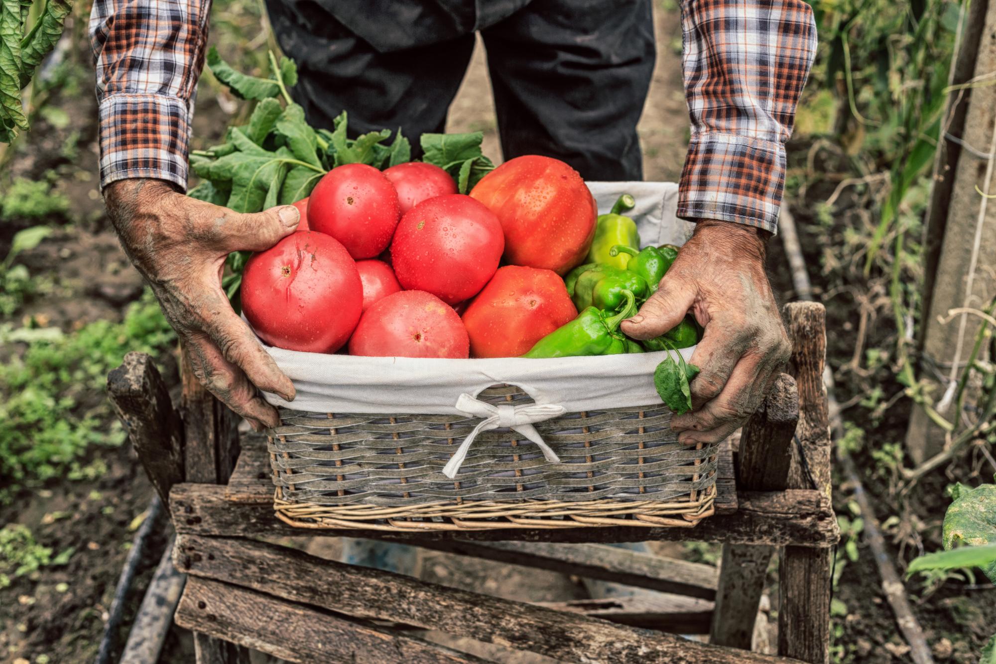 Farm worker holding a crate full of fresh vegetables