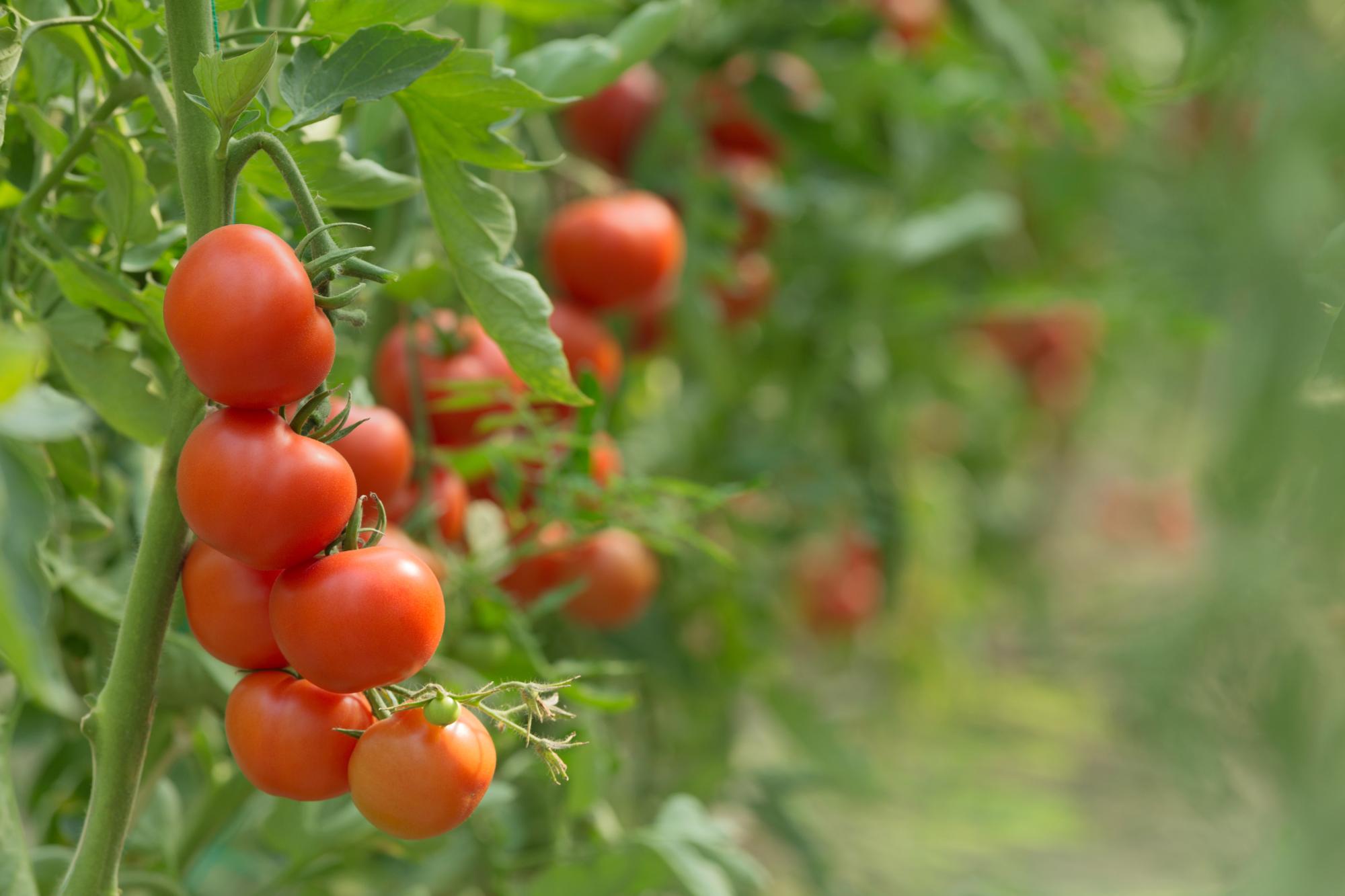 Tomatoes growing