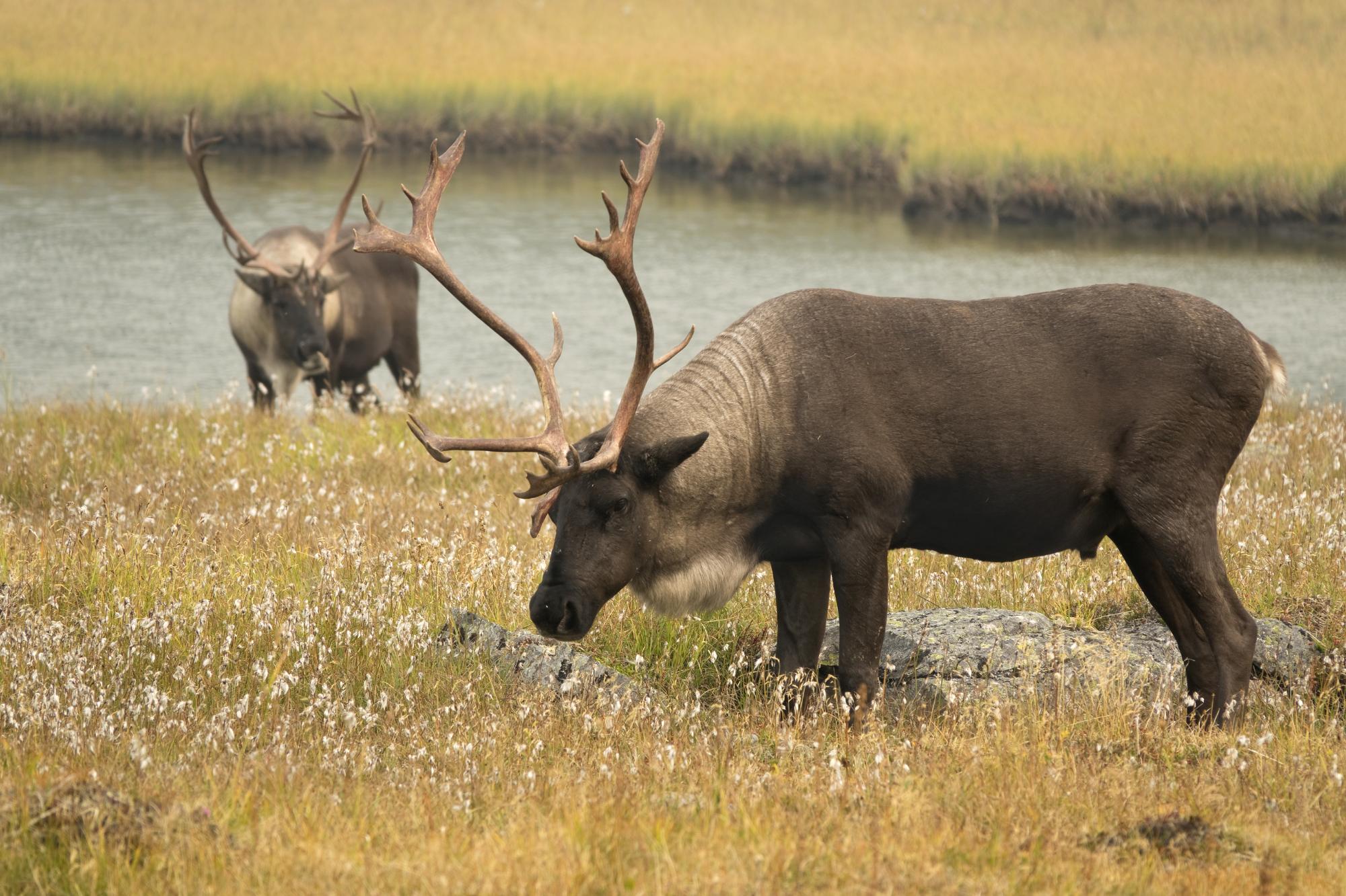 two caribou grazing in a field