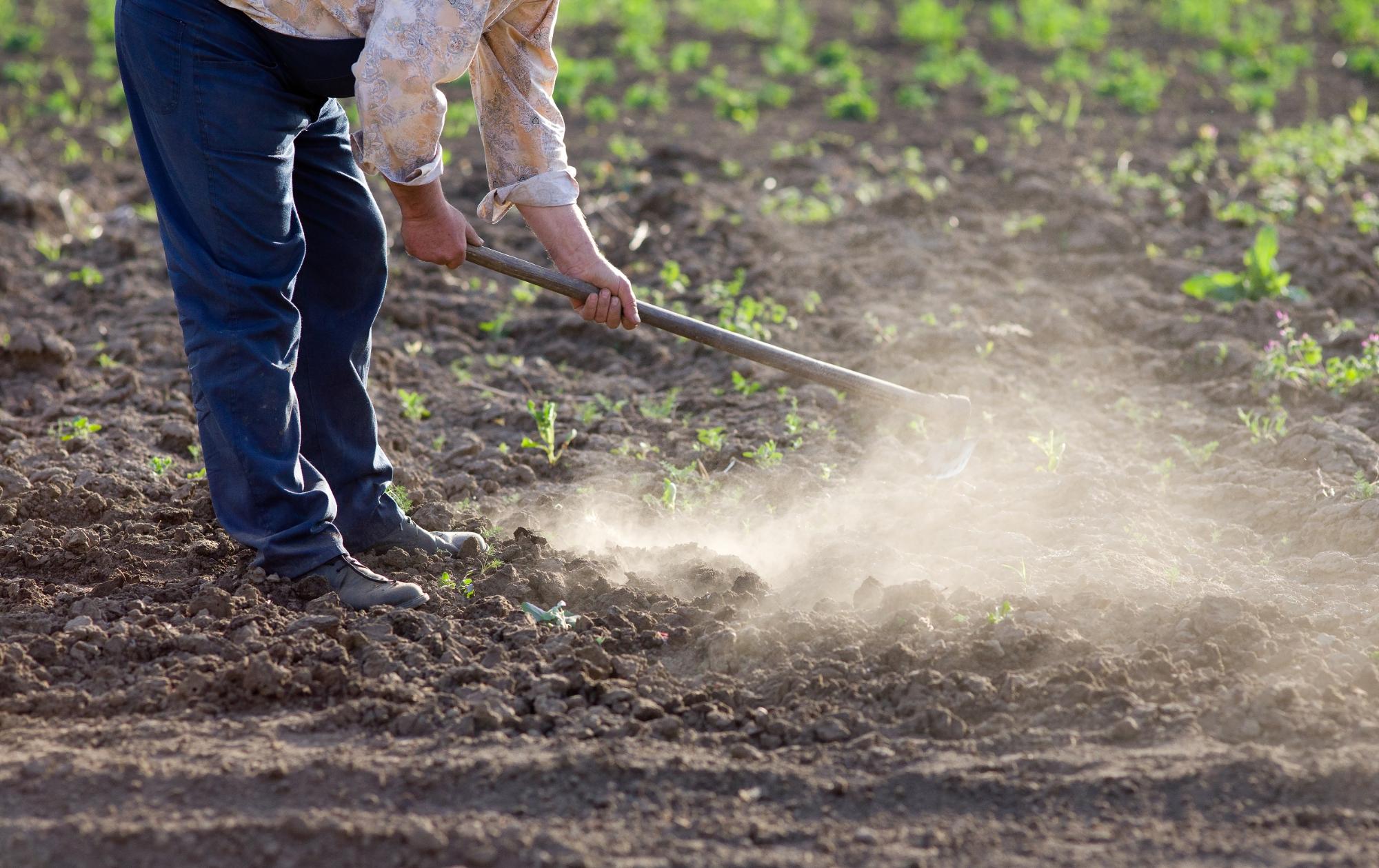 Senior farmer hoeing vegetable garden in springtime