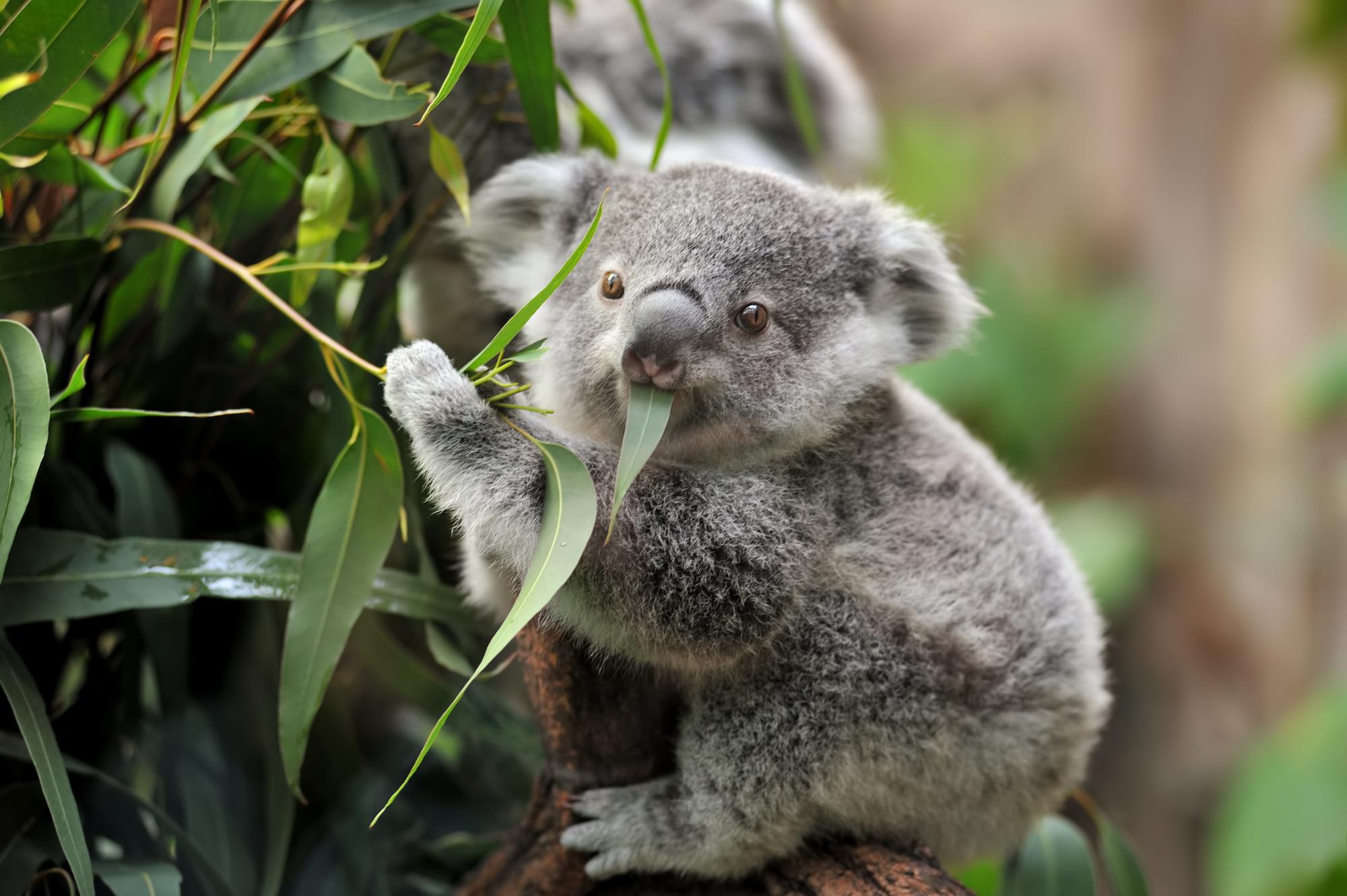 young koala eating eucalyptus tree