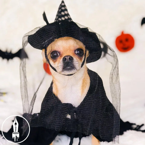 Disfraz de Halloween - Perro disfrazado de bruja