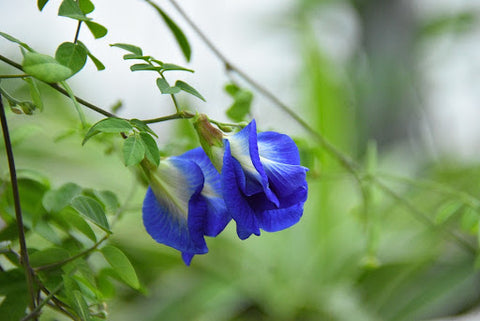 Blue pea flowers