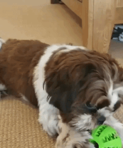 Pet rubber ball toy – Pets N' Ville
