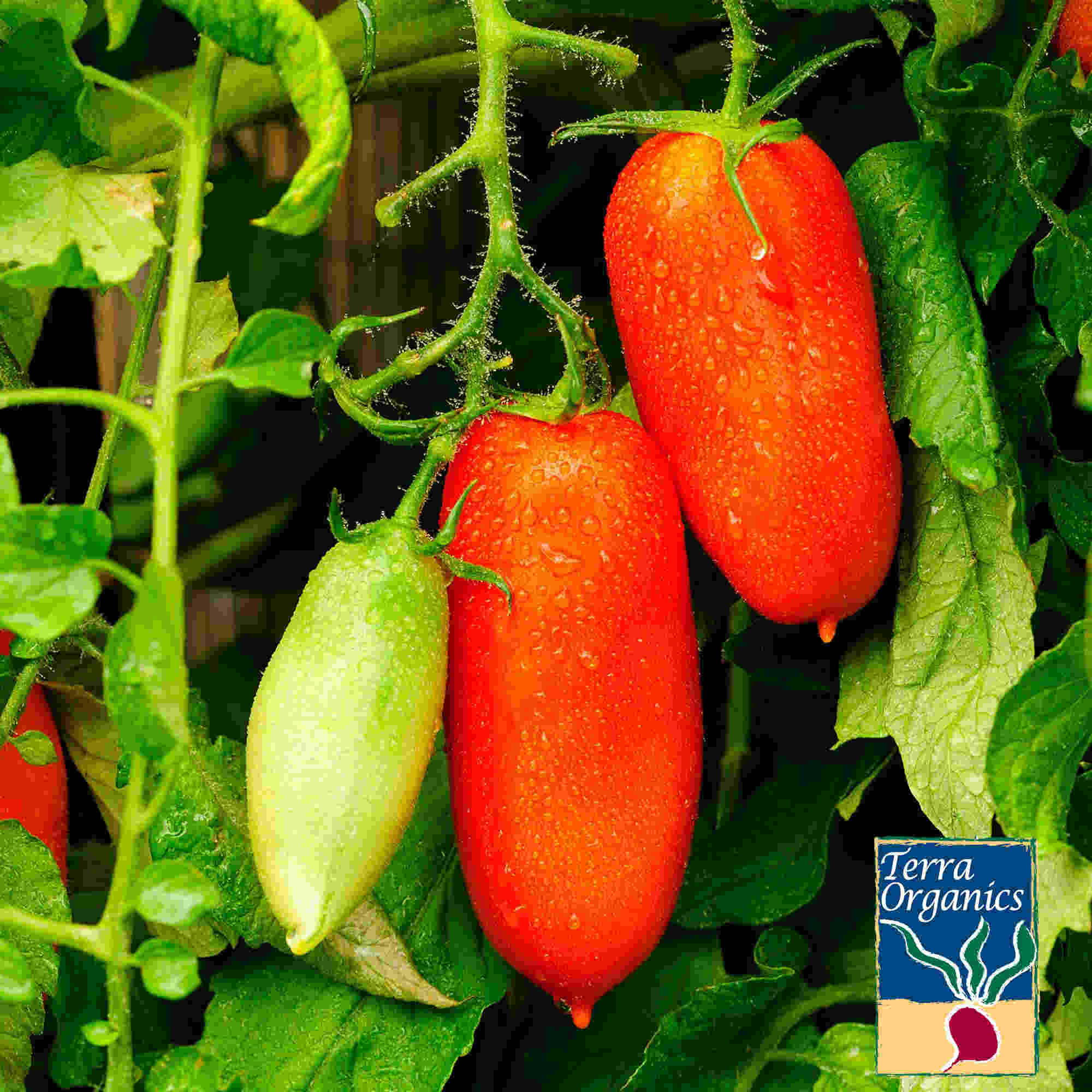 Tomato Seeds - San Marzano Determinate (Organic) - Seeds By Design product image