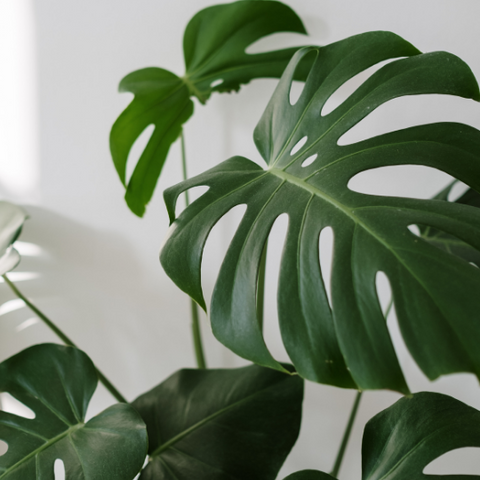 monstera leaves