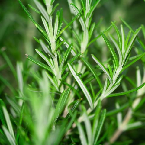 rosemary sprigs