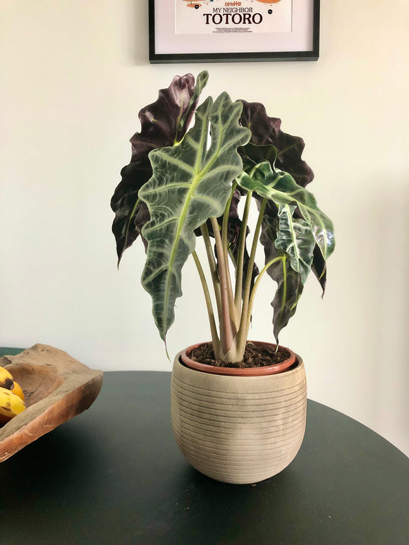 Buy Elephant Ear Plant (Alocasia amazonica x polly) - Single