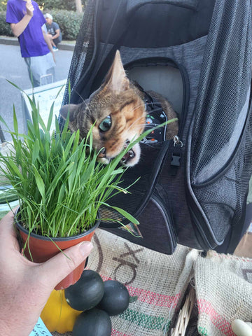 cat in a backpack eating cat grass