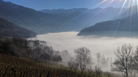 Domaine de l'Aitonnement - IGP Vin des Allobroges