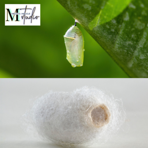 a cocoon hanging from a tree and a white silk cocoon on a surface