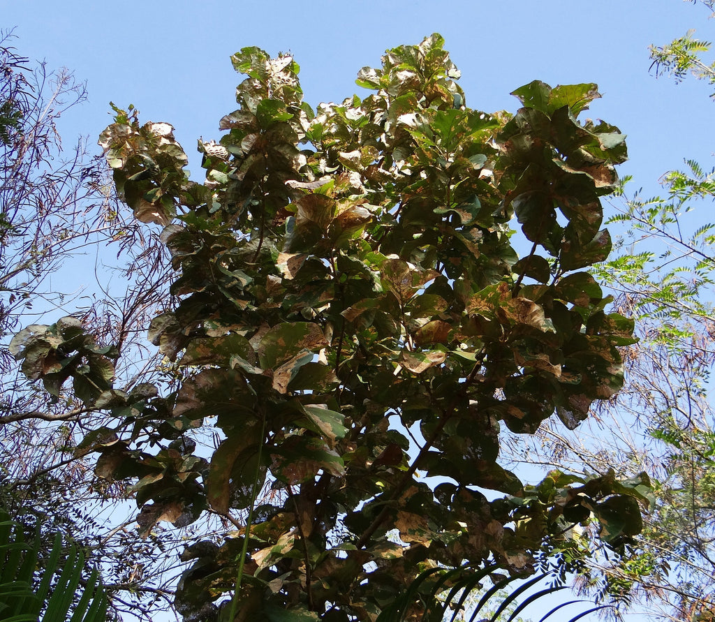 The leaves of a teak tree