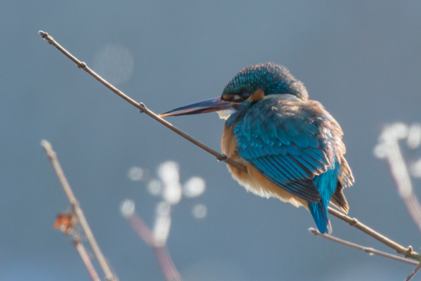 Eisvogel aufgeplustert