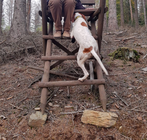 Hochsitz Hund Jagdhund Jagd