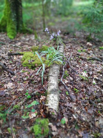 Wald Wildblume Blüte