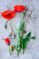 Mohn Tanja Major