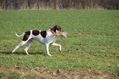 Jagdhund Prüfung Haarwildschleppe