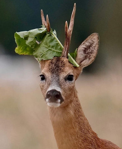 Rehbock Blatt Jagd Fotografie