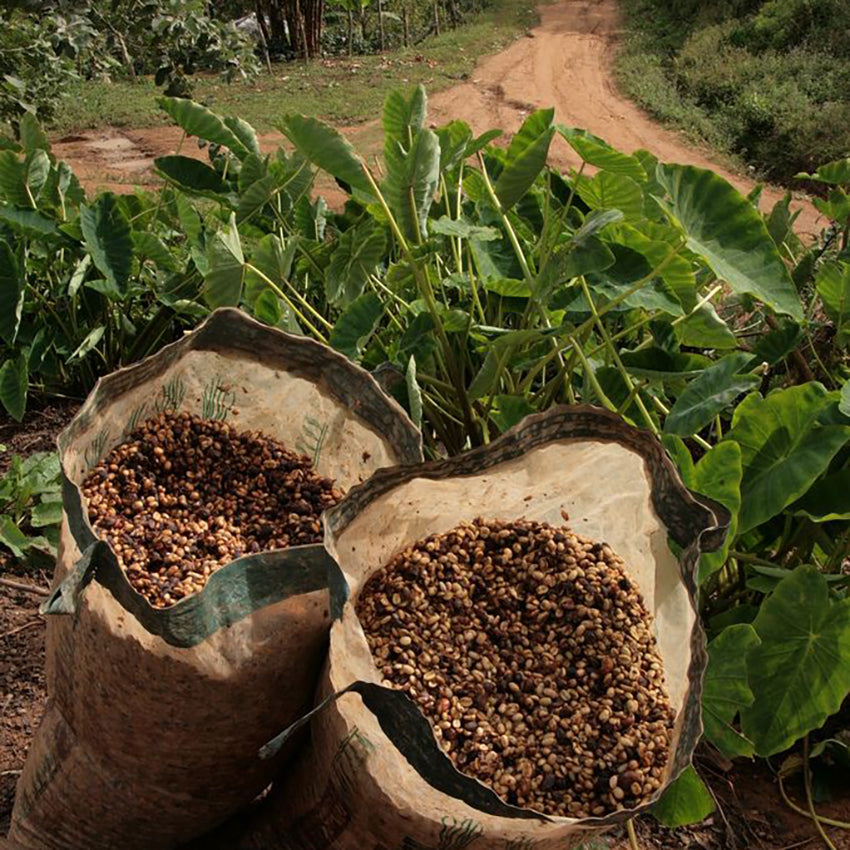 Coffee beans in field