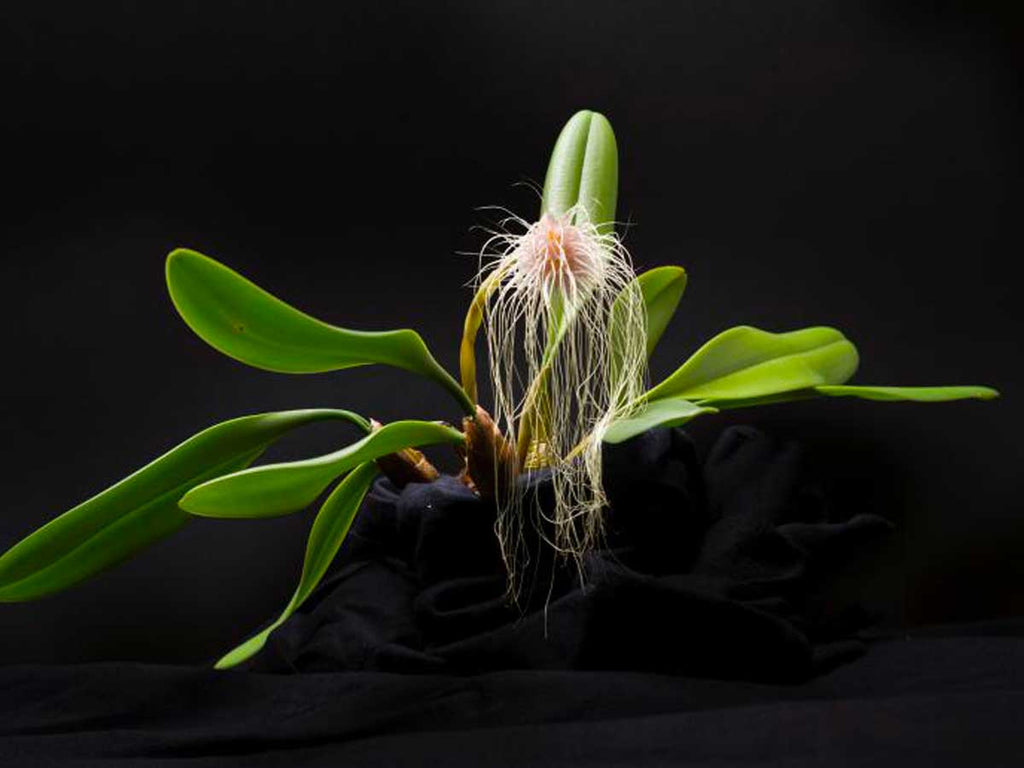 Bulbophyllum Medusae Orchid Greenhouse