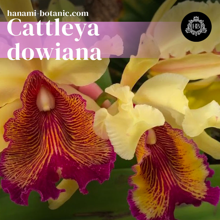 Cattleya dowiana - Blooming and Care