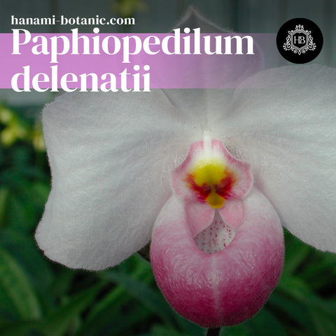 Paphiopedilum delenatii