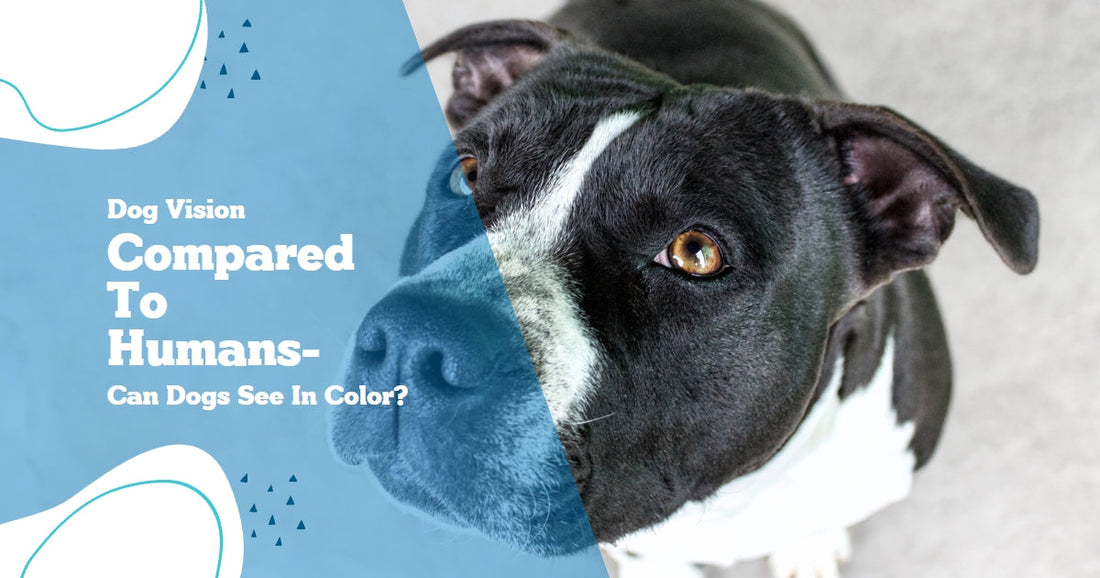how do humans know dogs are color blind