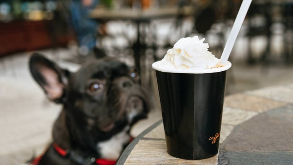 Whipped Cream for Dogs - DIY Puppuccino Edition – Nuesta Pets