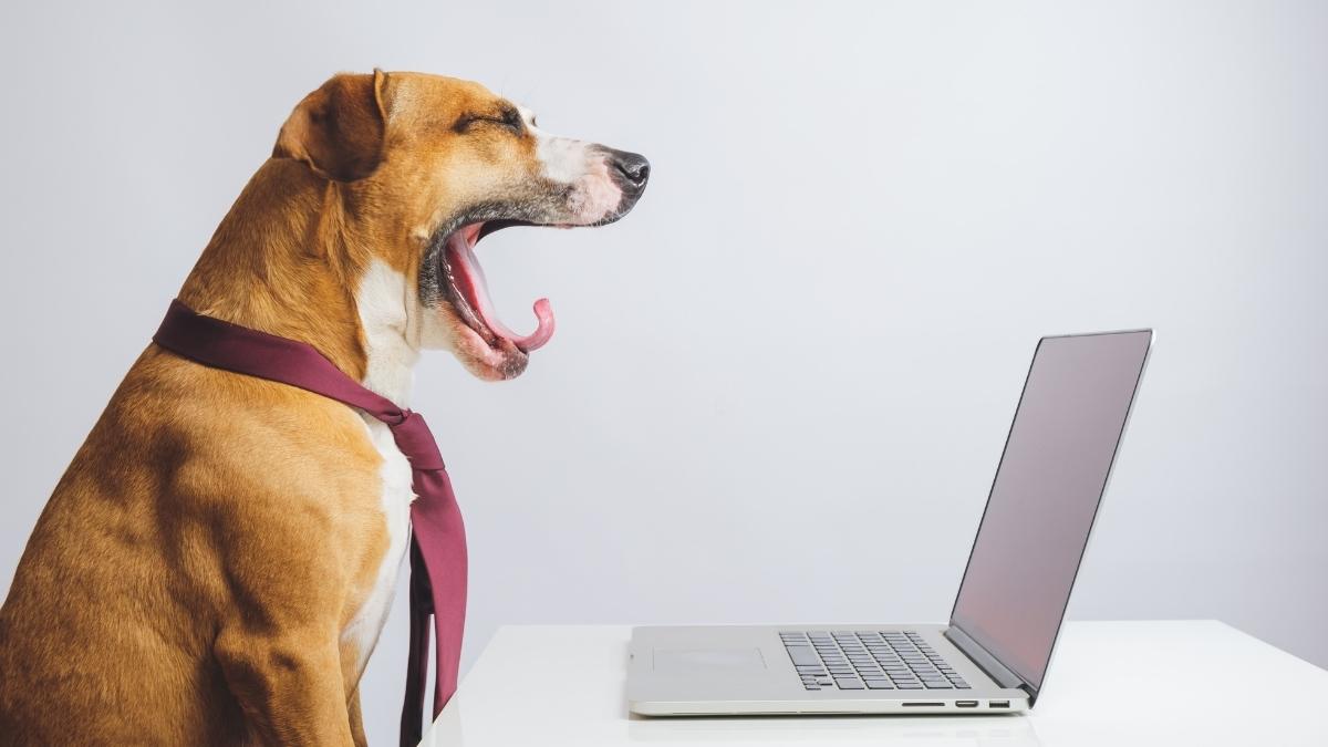 Dogs Get Bored. Here's how to tell if your dog is bored.