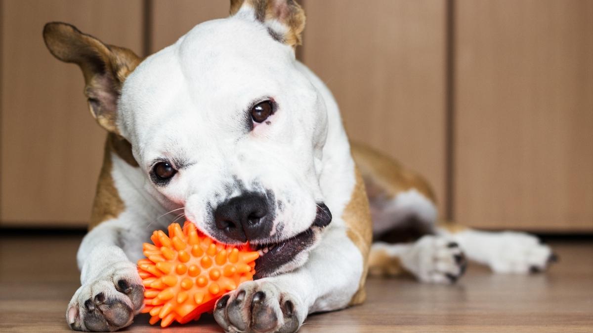 Boredom Buster Paw Puzzle Dogs Toy By NOAH'S ARK