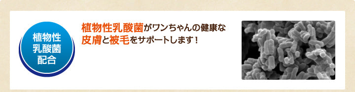 1粒あたりなんと植物性乳酸菌が250億個！植物性乳酸菌が ワンちゃんの皮膚と被毛をすこやかサポート